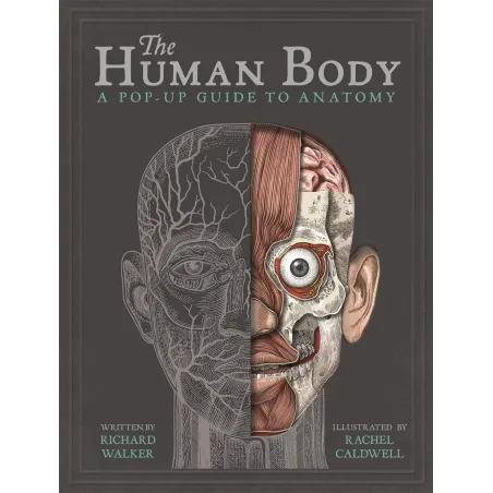 Human Body
