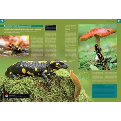 Ilustrowana Encyklopedia Płazów I Gadów Polski. Atlas