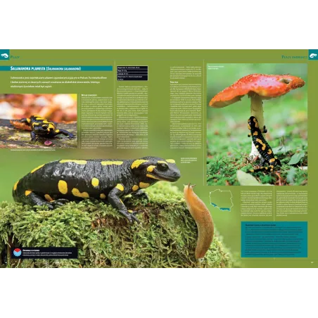 Ilustrowana Encyklopedia Płazów I Gadów Polski. Atlas