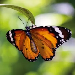 KARNET OKOLICZNOŚCIOWY TIGER BUTTERFLY - Museums & Galleries