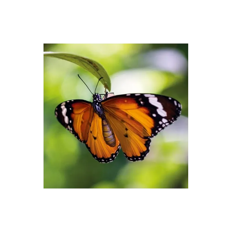 KARNET OKOLICZNOŚCIOWY TIGER BUTTERFLY - Museums & Galleries