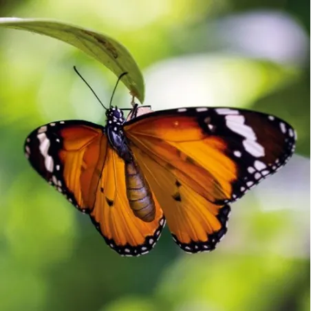 KARNET OKOLICZNOŚCIOWY TIGER BUTTERFLY - Museums & Galleries