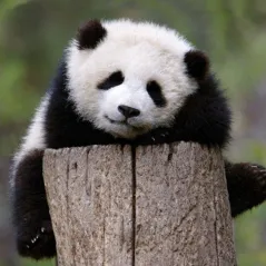 KARNET OKOLICZNOŚCIOWY PANDA - Museums & Galleries