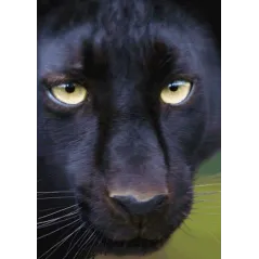 KARTKA POCZTÓWKA TRÓJWYMIAROWA FACE TO FACE WITH A BLACK PANTHER 3D - mbmSytems