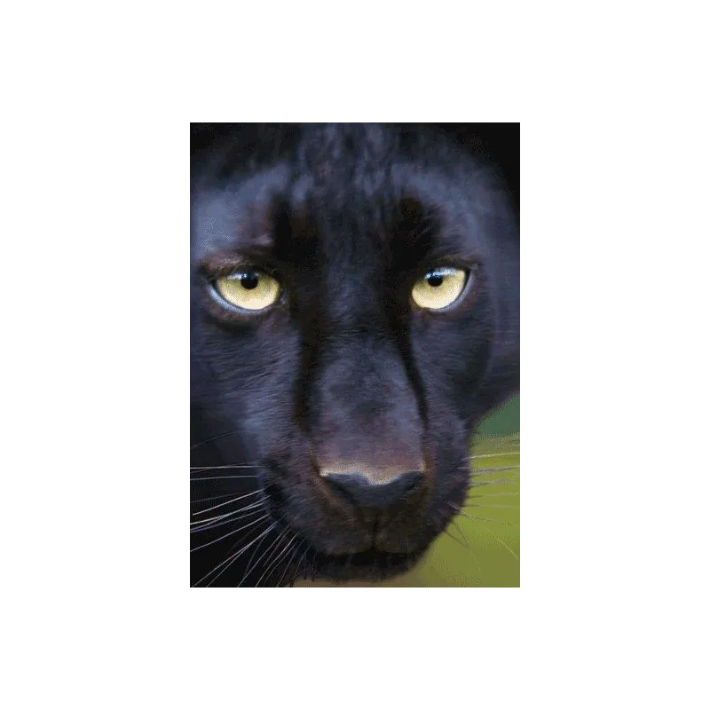 KARTKA POCZTÓWKA TRÓJWYMIAROWA FACE TO FACE WITH A BLACK PANTHER 3D - mbmSytems