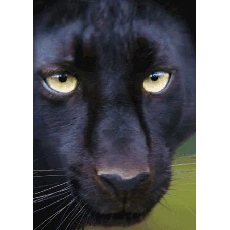 KARTKA POCZTÓWKA TRÓJWYMIAROWA FACE TO FACE WITH A BLACK PANTHER 3D - mbmSytems