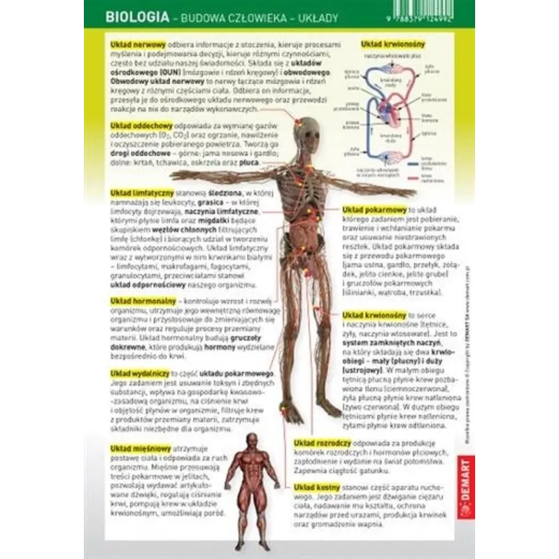 BIOLOGIA - BUDOWA CZŁOWIEKA, NARZĄDY ZMYSŁÓW. ŚCIĄGAWKA