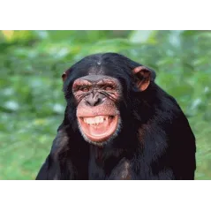 KARTKA CHIMPANZEE LAUGHING 3D
