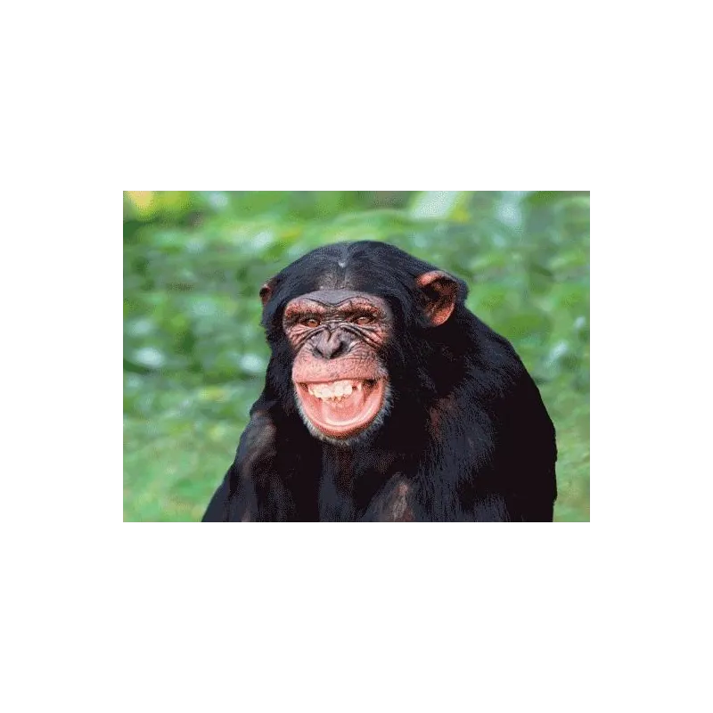 KARTKA CHIMPANZEE LAUGHING 3D