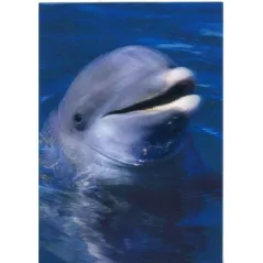 KARTKA POCZTÓWKA TRÓJWYMIAROWA DELFIN 3D