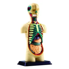MODEL ANATOMICZNY CZŁOWIEKA DO ZŁOŻENIA 13 CM DISCOVERIA 8+ II GATUNEK