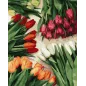 Malowanie Po Numerach Kolorowe Tulipany 40 X 50 Cm