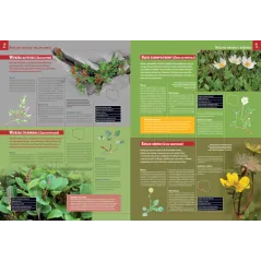 Ilustrowana Encyklopedia Roślin Polskich Atlas