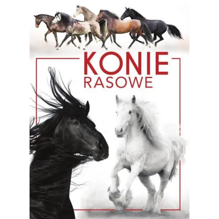 Konie Rasowe Konie Rasowe