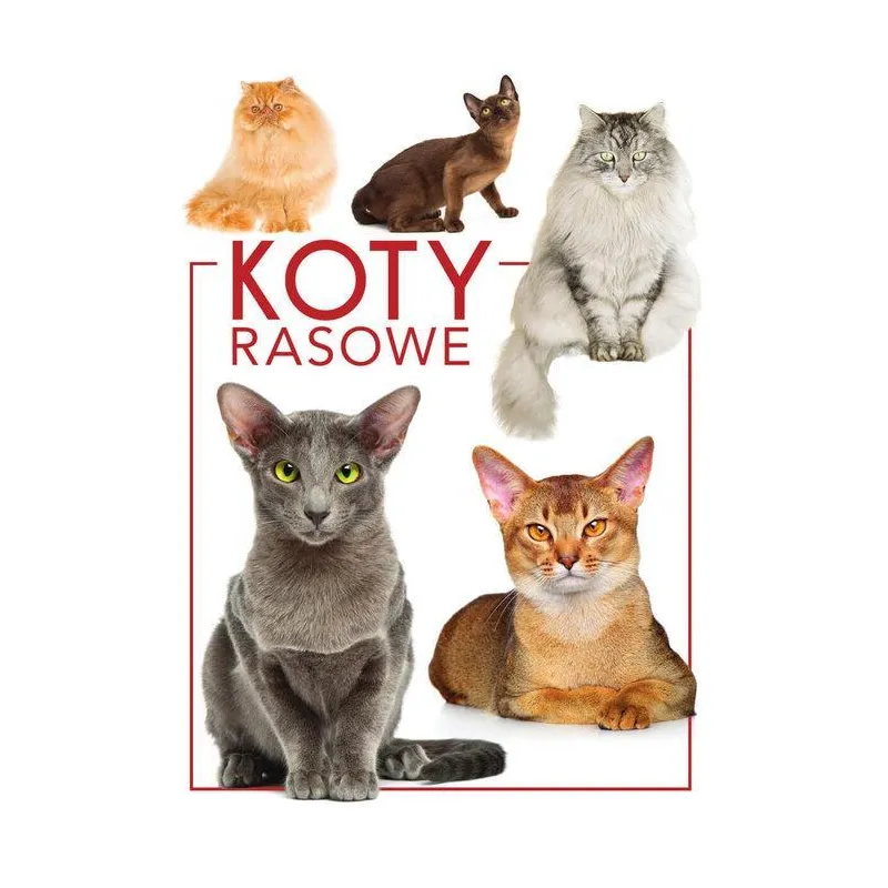 KOTY RASOWE