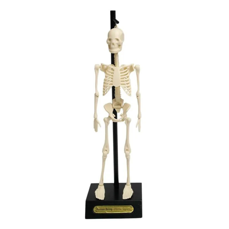 ANATOMICZNY MODEL SZKIELETU REX LONDON 3+