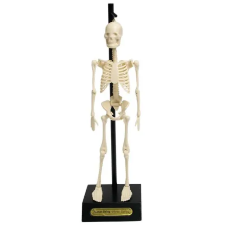 ANATOMICZNY MODEL SZKIELETU REX LONDON 3+
