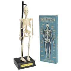 Anatomiczny Model Szkieletu Rex London 3+
