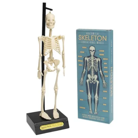Anatomiczny Model Szkieletu Rex London 3+