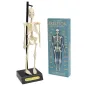 Anatomiczny Model Szkieletu Rex London 3+ Anatomiczny Model Szkieletu Rex London 3+