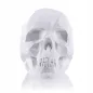 Kolorowanka 3D Czaszka Figurka Gipsowa 3+ Kolorowanka 3D Czaszka Figurka Gipsowa 3+