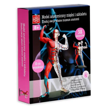 Model Anatomiczny Mięśni I Szkieletu Zabawka Naukowa 8+