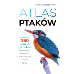 Dominik Marchowski