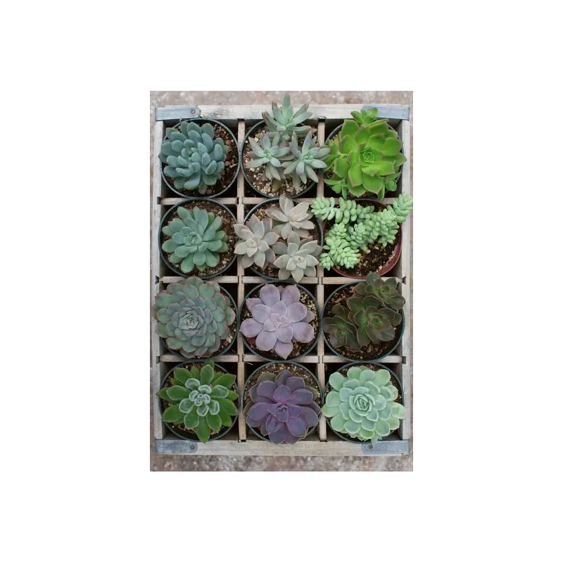 ROŚLINY PUZZLE 300 ELEMENTÓW 9+