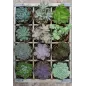Rośliny Puzzle 300 Elementów 9+