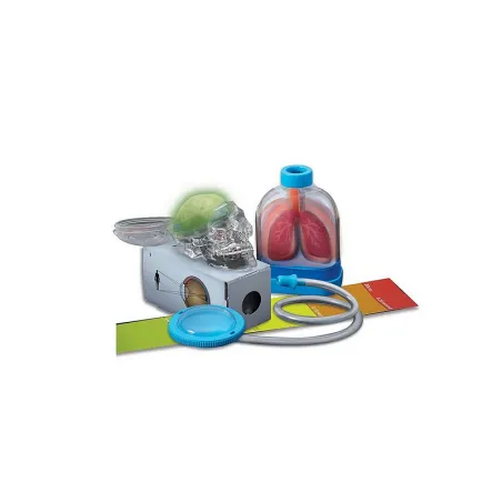 Anatomia Narządy Człowieka Zestaw Edukacyjny – Budowa Ludzkiego Ciała Dla Dzieci 3+