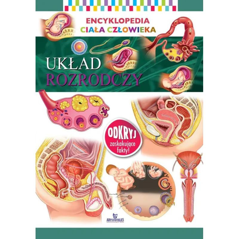 UKŁAD ROZRODCZY ENCYKLOPEDIA CIAŁA CZŁOWIEKA - Arystoteles