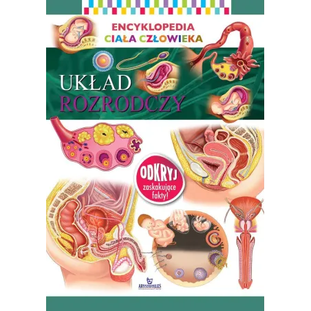 UKŁAD ROZRODCZY ENCYKLOPEDIA CIAŁA CZŁOWIEKA - Arystoteles