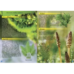 Przyroda. Encyklopedia Ilustrowana