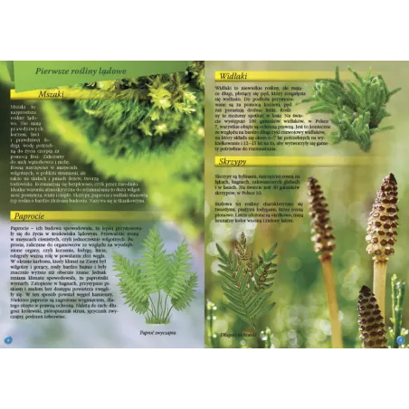 Przyroda. Encyklopedia Ilustrowana