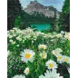 Stokrotki W Górach Zestaw Do Malowania Po Numerach 40 X 50 Cm
