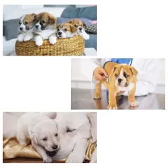 PIELUCHY DLA PSA XS 1-3KG NOBLEZA 12 SZT SUPER CHŁONNE PAMPERSY DLA PSÓW