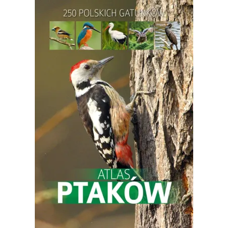 Atlas Ptaków