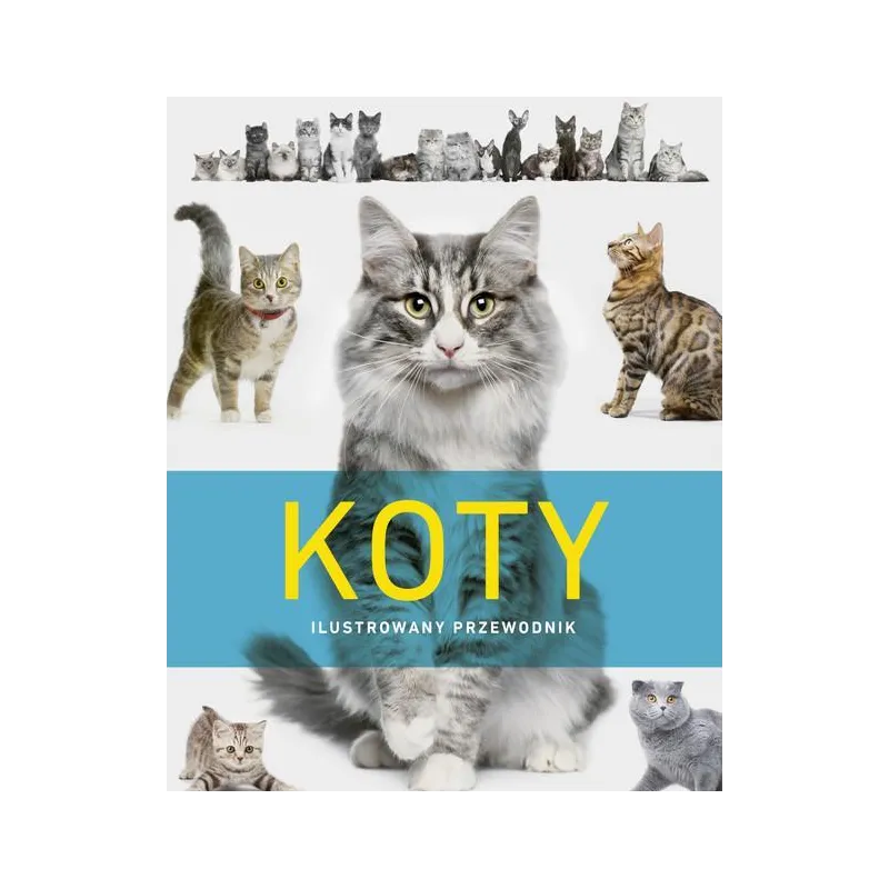 KOTY. ILUSTROWANY PRZEWODNIK