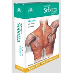 ANATOMIA SOBOTTA FLASHCARDS MIĘŚNIE L. Brauer - Elsevier Urban&Partner