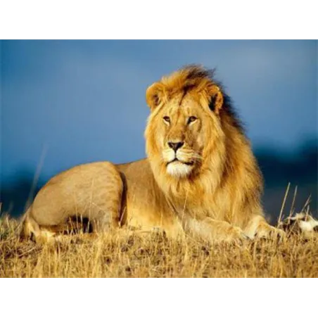 Mozaika Diamentowa Lew 30 X 40 Cm Jupiter Mozaika Diamentowa Lew 30 X 40 Cm Jupiter