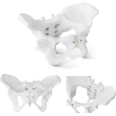 ANATOMICZNY MODEL MIEDNICY ŻEŃSKIEJ 1:1 PHYSA PHY-PM-1 DO EDUKACJI