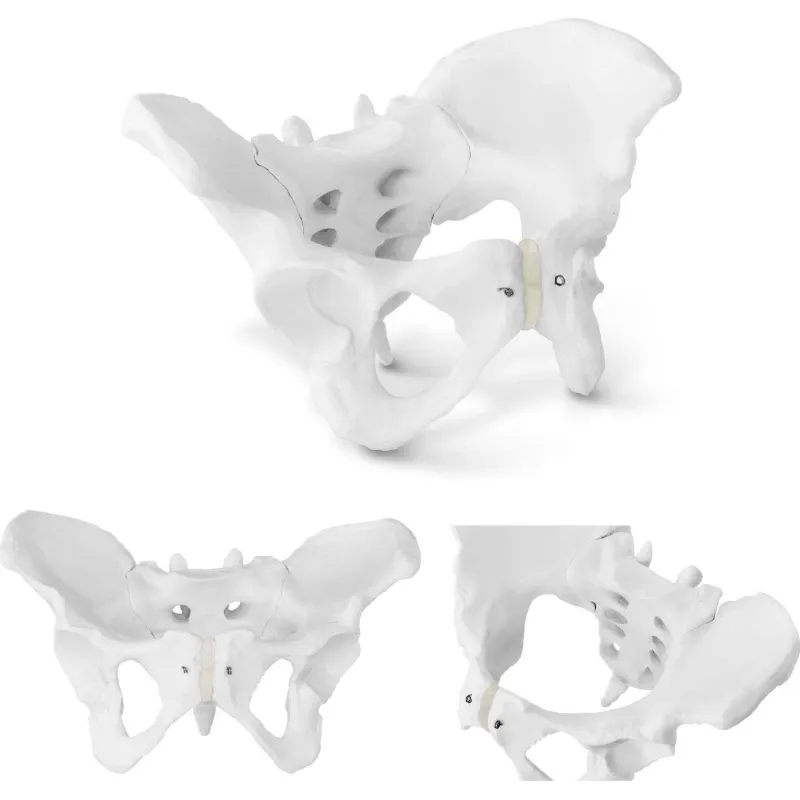 ANATOMICZNY MODEL MIEDNICY ŻEŃSKIEJ 1:1 PHYSA PHY-PM-1 DO EDUKACJI