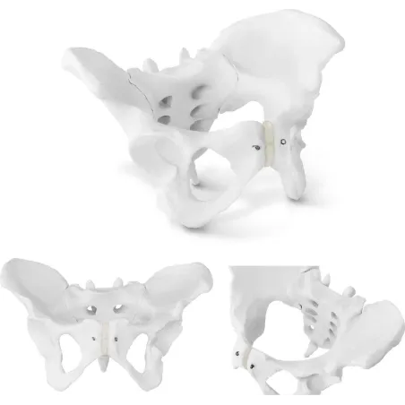 ANATOMICZNY MODEL MIEDNICY ŻEŃSKIEJ 1:1 PHYSA PHY-PM-1 DO EDUKACJI