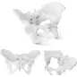Anatomiczny Model Miednicy Żeńskiej 1:1 Physa Phy-Pm-1 Do Edukacji