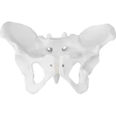 Anatomiczny Model Miednicy Żeńskiej 1:1 Physa Phy-Pm-1 Do Edukacji