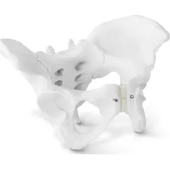 ANATOMICZNY MODEL MIEDNICY ŻEŃSKIEJ 1:1 PHYSA PHY-PM-1 DO EDUKACJI