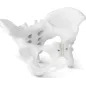 Anatomiczny Model Miednicy Żeńskiej 1:1 Physa Phy-Pm-1 Do Edukacji