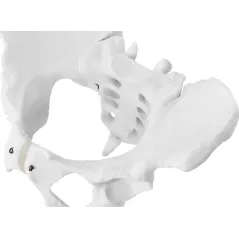 ANATOMICZNY MODEL MIEDNICY ŻEŃSKIEJ 1:1 PHYSA PHY-PM-1 DO EDUKACJI