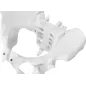 Anatomiczny Model Miednicy Żeńskiej 1:1 Physa Phy-Pm-1 Do Edukacji