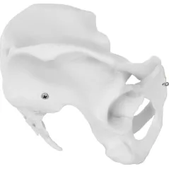 ANATOMICZNY MODEL MIEDNICY ŻEŃSKIEJ 1:1 PHYSA PHY-PM-1 DO EDUKACJI